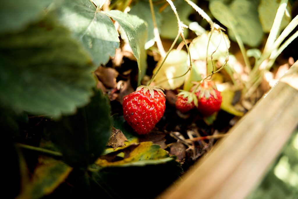 Agrarische kinderopvang Boer & Zus